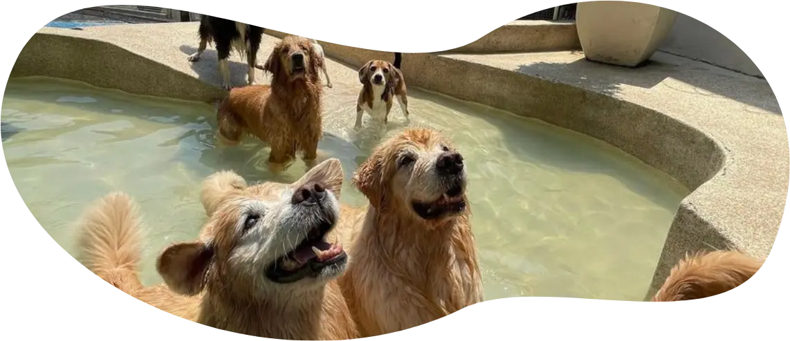 Cachorros Parque DogResort